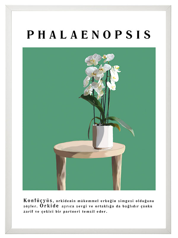 Phalaenopsis Çiçek Tablosu